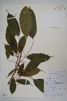 長梗常春木藏品圖，第1張