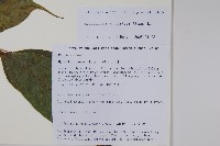 長梗常春木藏品圖，第2張