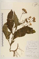 木耳菜藏品圖，第1張