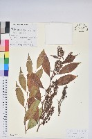 尖基木藜蘆藏品圖，第1張