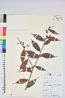 尾葉越橘藏品圖，第1張