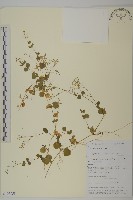 荷蓮豆草、菁芳草藏品圖，第1張