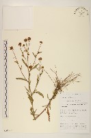 圓舌粘冠草藏品圖，第1張