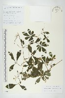 長葉絞股藍藏品圖，第1張