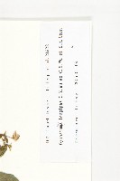 長葉絞股藍藏品圖，第3張