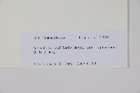 細萼沙參藏品圖，第2張