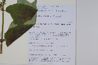 纖細風吹蕭藏品圖，第2張