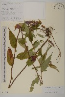 等苞紫菀藏品圖，第1張