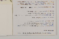 等苞紫菀藏品圖，第2張