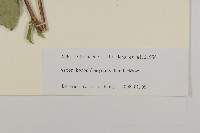 等苞紫菀藏品圖，第3張