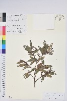 登錄號:S105980藏品圖，第1張