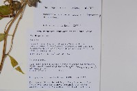 細萼沙參藏品圖，第2張