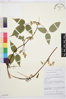 滇川鐵線蓮藏品圖，第1張