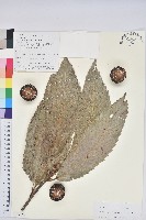 薄片青岡藏品圖，第1張