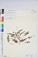 銅錢葉白珠藏品圖，第1張