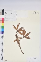 粉果杜鵑藏品圖，第1張