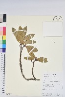 黃花杜鵑藏品圖，第1張