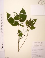 長梗盤花麻藏品圖，第1張