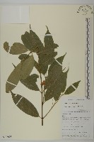 紫花衛矛藏品圖，第1張