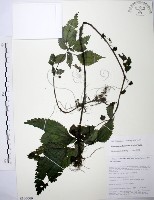 長梗盤花麻藏品圖，第1張