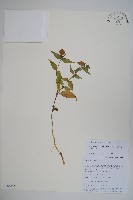 細萼沙參藏品圖，第1張