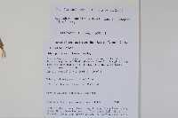 細萼沙參藏品圖，第2張