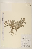 鼠麴草藏品圖，第1張