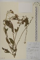 昭和草藏品圖，第1張