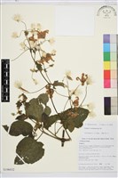 毛木通藏品圖，第1張