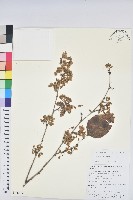 領春木藏品圖，第1張