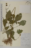 白花鬼針藏品圖，第1張