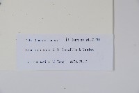 大本山梗菜藏品圖，第2張