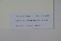 水紅木藏品圖，第2張