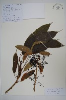 長梗常春木藏品圖，第1張