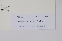 長梗常春木藏品圖，第2張