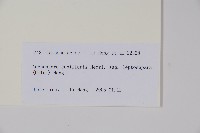 細萼沙參藏品圖，第2張