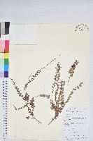 銅錢葉白珠藏品圖，第1張