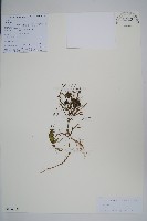 登錄號:S106068藏品圖，第1張