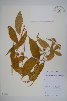 細萼沙參藏品圖，第1張