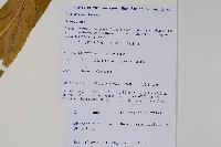 細萼沙參藏品圖，第2張