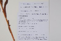 琉璃草藏品圖，第2張