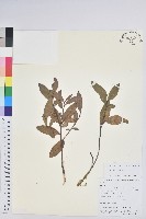 地檀香藏品圖，第1張