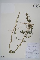 三花槍刀菜藏品圖，第1張