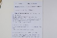 三花槍刀菜藏品圖，第2張