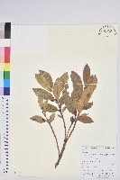 登錄號:S106102藏品圖，第1張