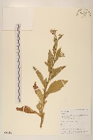 登錄號:S106103藏品圖，第1張