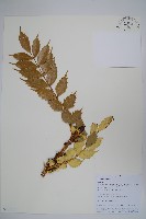 登錄號:S106106藏品圖，第1張