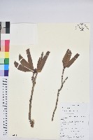 登錄號:S106113藏品圖，第1張