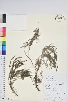 篦葉岩須藏品圖，第1張
