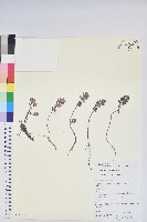 刺毛白珠藏品圖，第1張